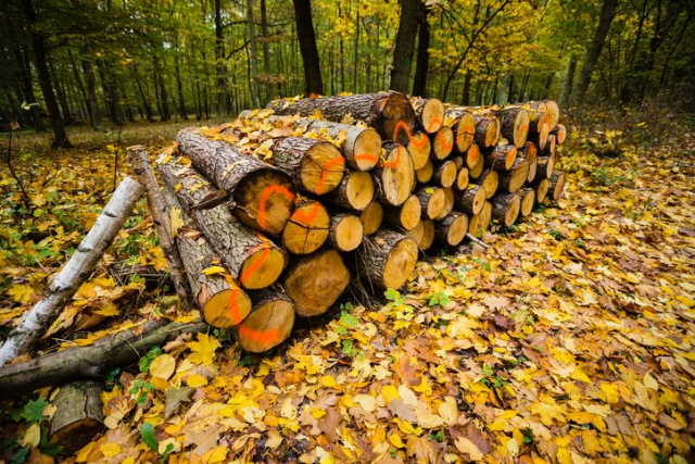 Possibilità di acquisizione legna verde di pioppo a titolo gratuito